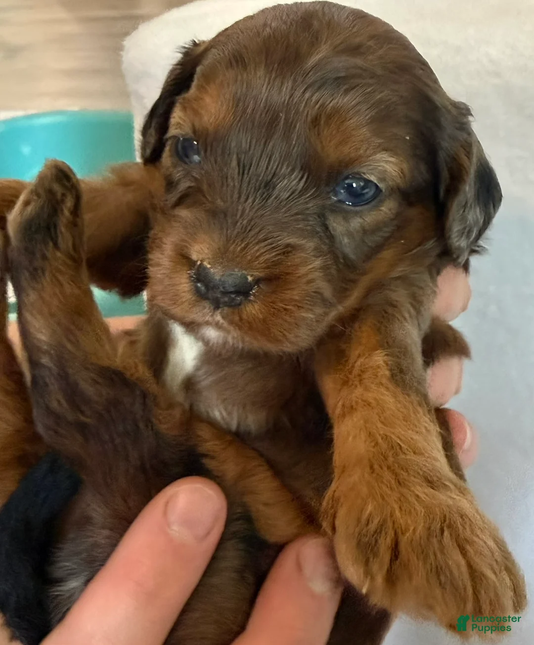 Cavapoo dogs for sale: Pizza Cavapoo  - Ad 1