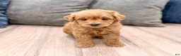 Mini Goldendoodle dogs for sale: Charlie - Ad 2