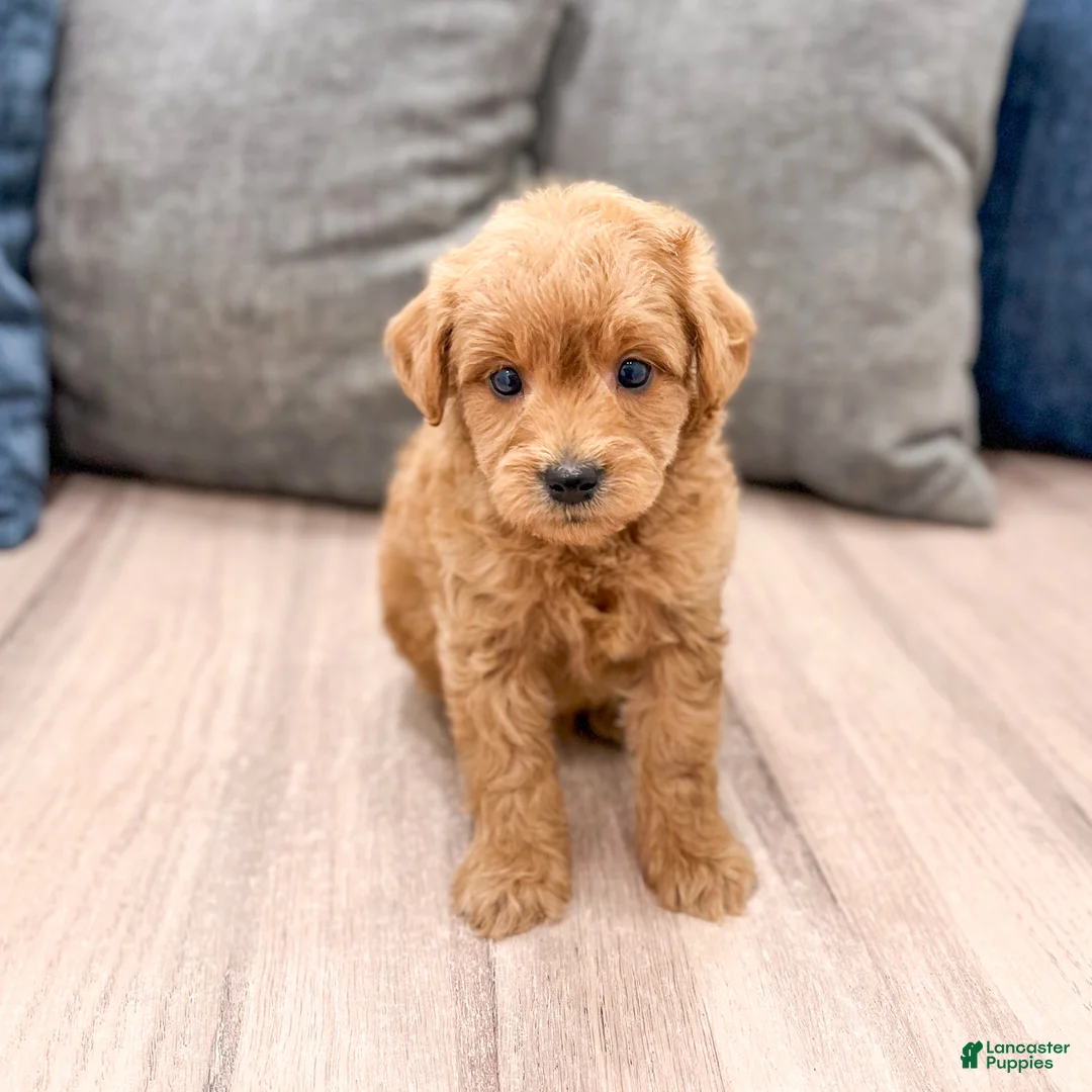 Mini Goldendoodle dogs for sale: Charlie - Ad 2