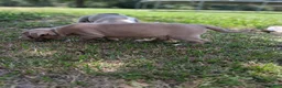 American Bully dogs for sale: American Bully 2 - Ad 3