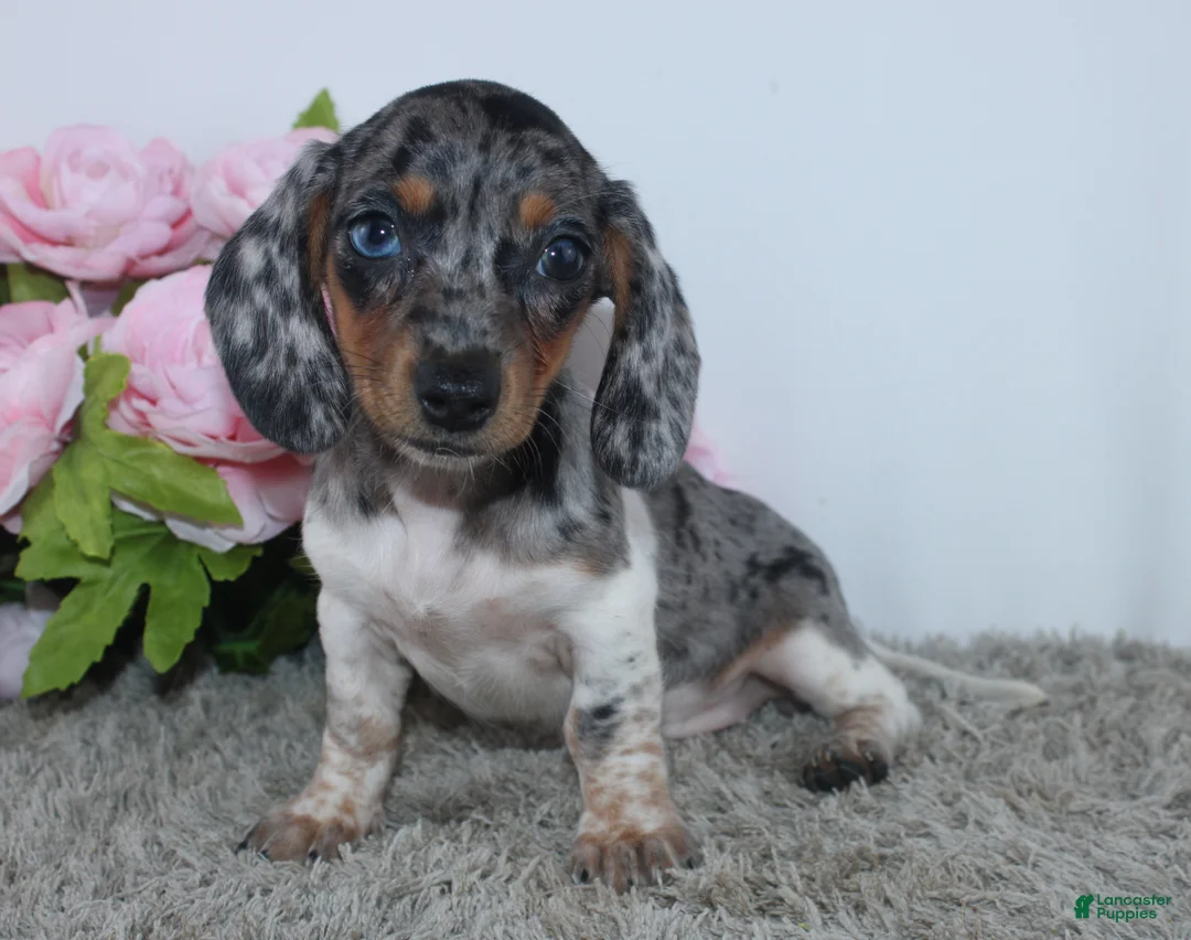Miniature Dachshund dogs for sale: Jubilee - Ad 2