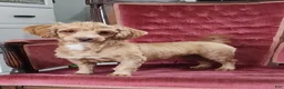Havanese dogs for sale: Emily - Ad 5