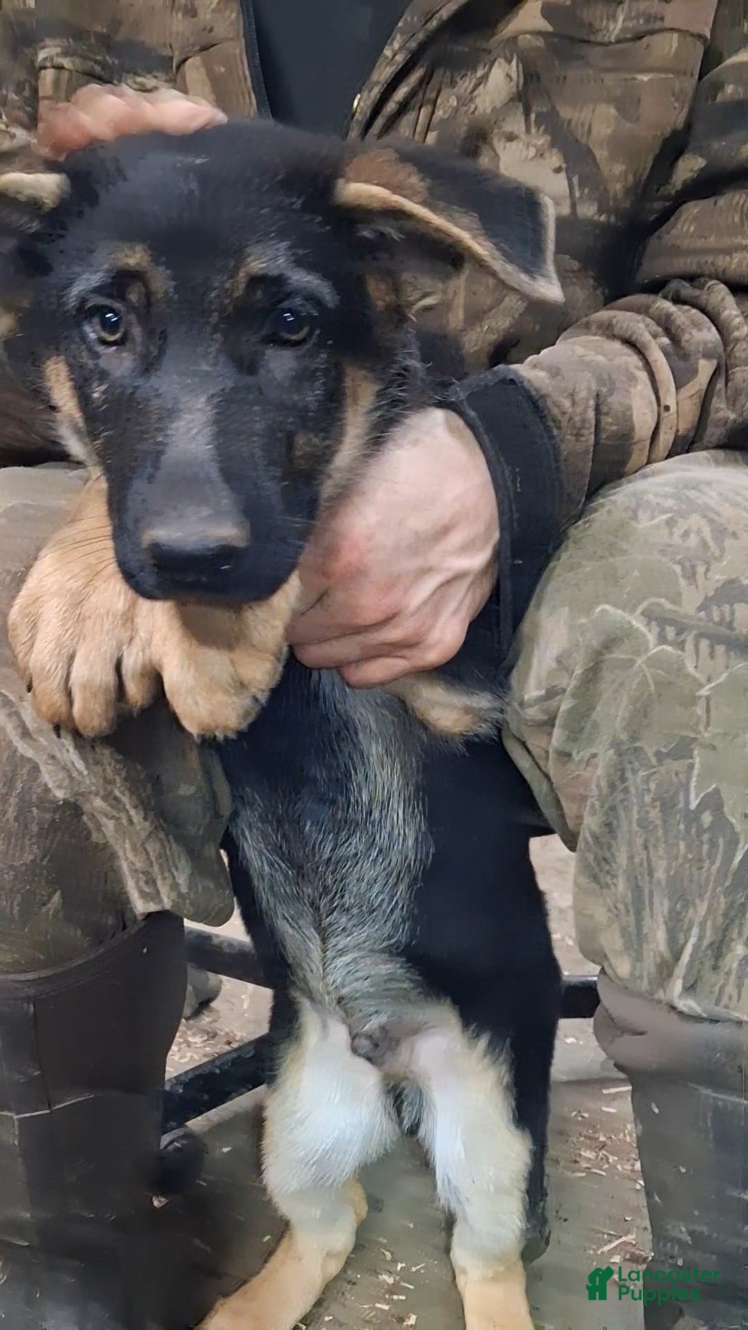 German Shepherd dogs for sale: German Shepherd Puppy 6 - Ad 1