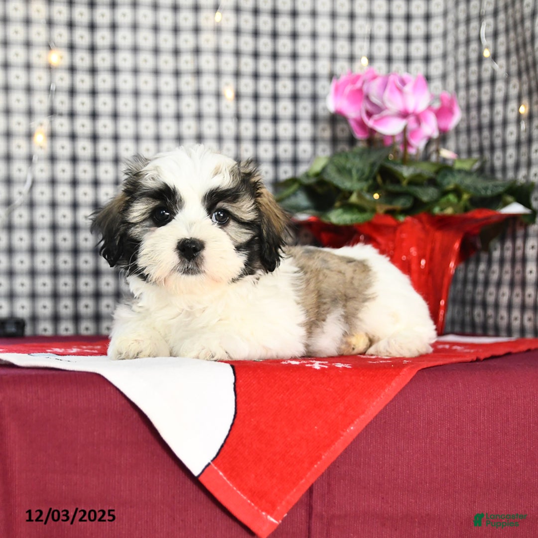 Malshi dogs for sale: Fluffball - Ad 3