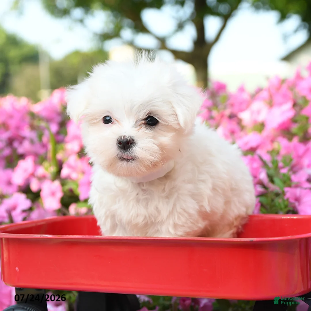 Maltese dogs for sale: Yul  - Ad 2
