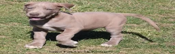 Great Dane dogs for sale: Hope - Ad 9