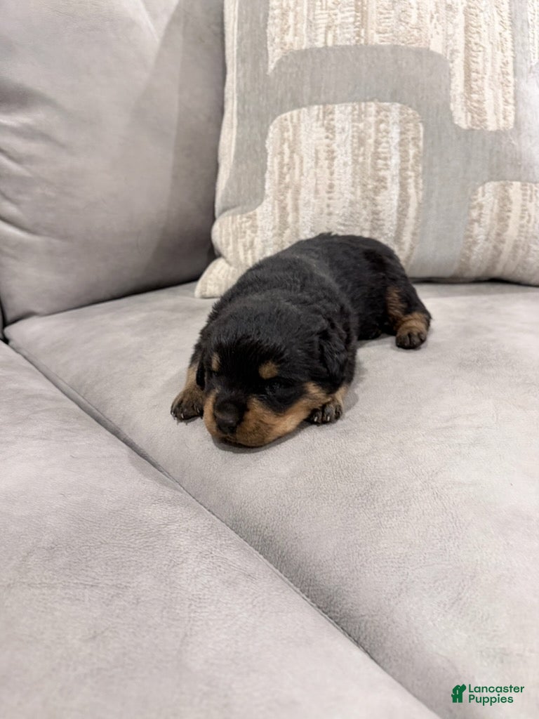 Rottweiler dogs Rottweiler Boy 4 - Ad 1