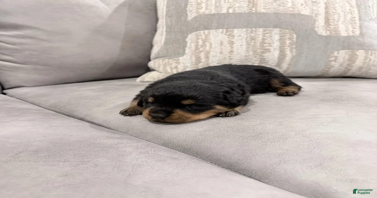 Rottweiler Boy 4 Rottweiler for sale in Lufkin | Lancaster Puppies