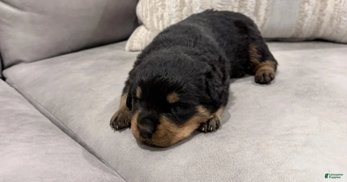 Rottweiler Boy 4 Rottweiler for sale in Lufkin | Lancaster Puppies
