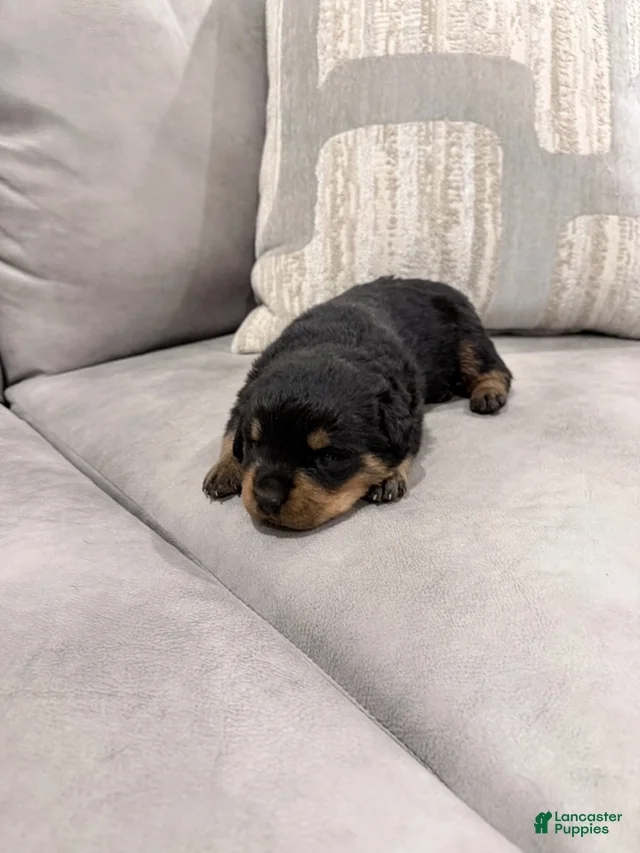 Rottweiler Boy 4 Rottweiler for sale in Lufkin | Lancaster Puppies