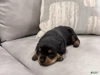 Rottweiler dogs for sale: Rottweiler Boy 4 - Ad 1