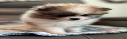 Pomeranian dogs for sale: Leo - Ad 3