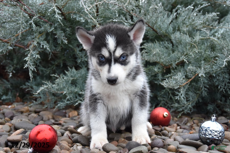 Siberian Husky dogs Flynn - Ad 11