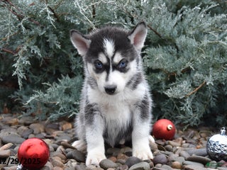 Siberian Husky dogs Flynn - Ad 14
