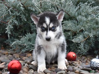 Siberian Husky dogs Flynn - Ad 37