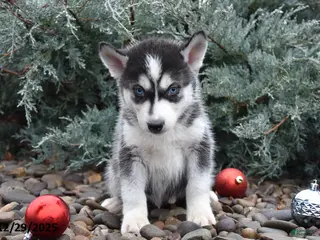 Siberian Husky dogs Flynn - Ad 36