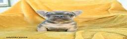 French Bulldog dogs for sale: Felix - Ad 1