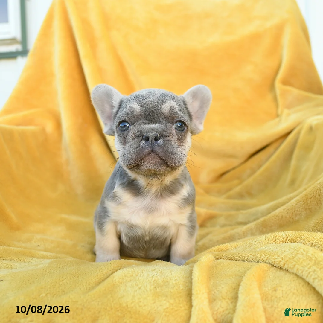 French Bulldog dogs for sale: Felix - Ad 1