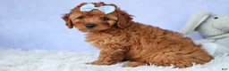 Cavapoo dogs for sale: TYSON - Ad 13