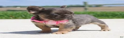 French Bulldog dogs for sale: Jana - Ad 4