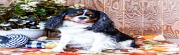 Cavalier King Charles Spaniel dogs for sale: Jojo - Ad 6