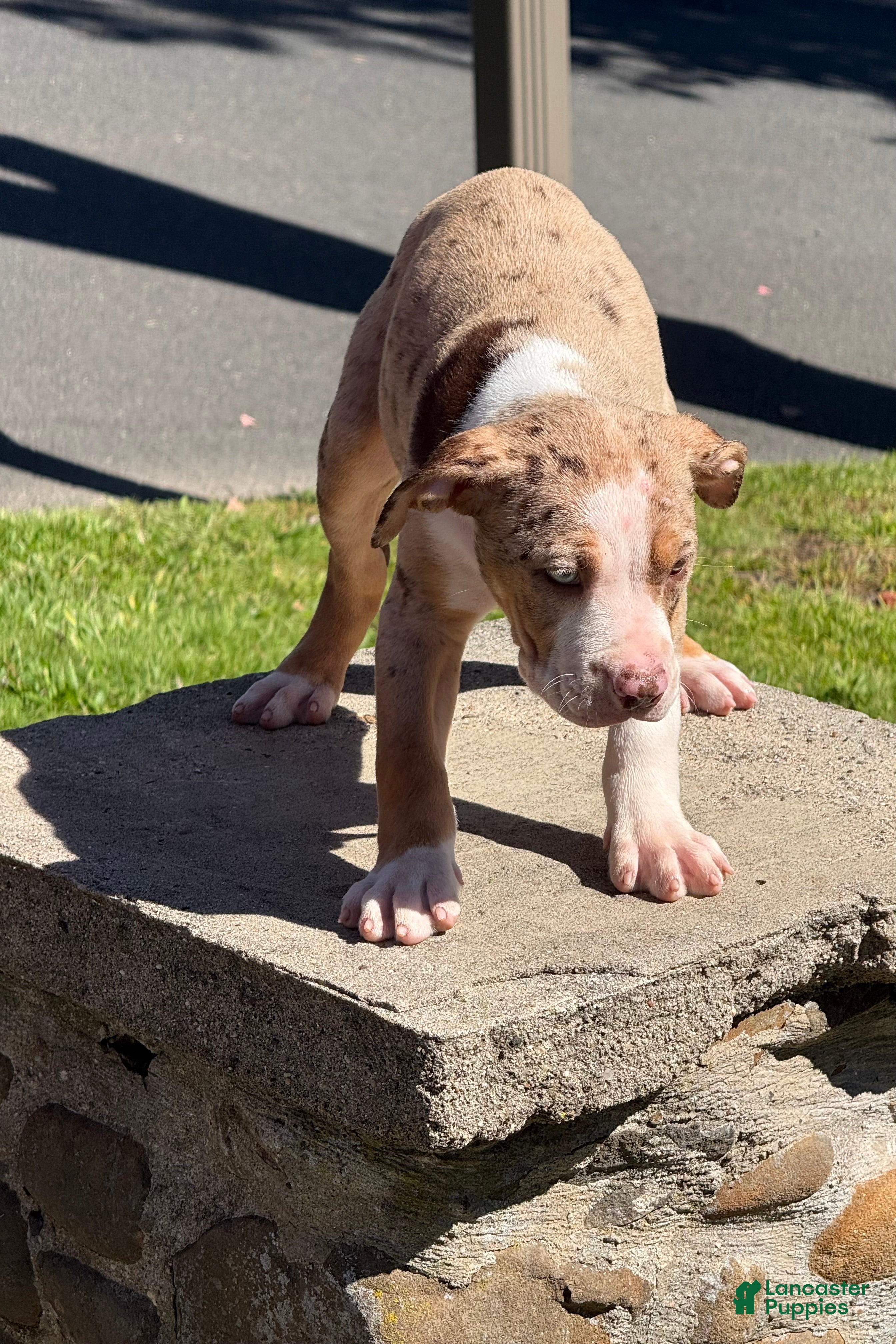 American Bully dogs The Olsen Twin - Ashley - Ad 31