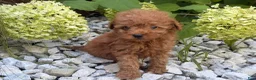 Toy Poodle dogs for sale: Bucky  - Ad 6