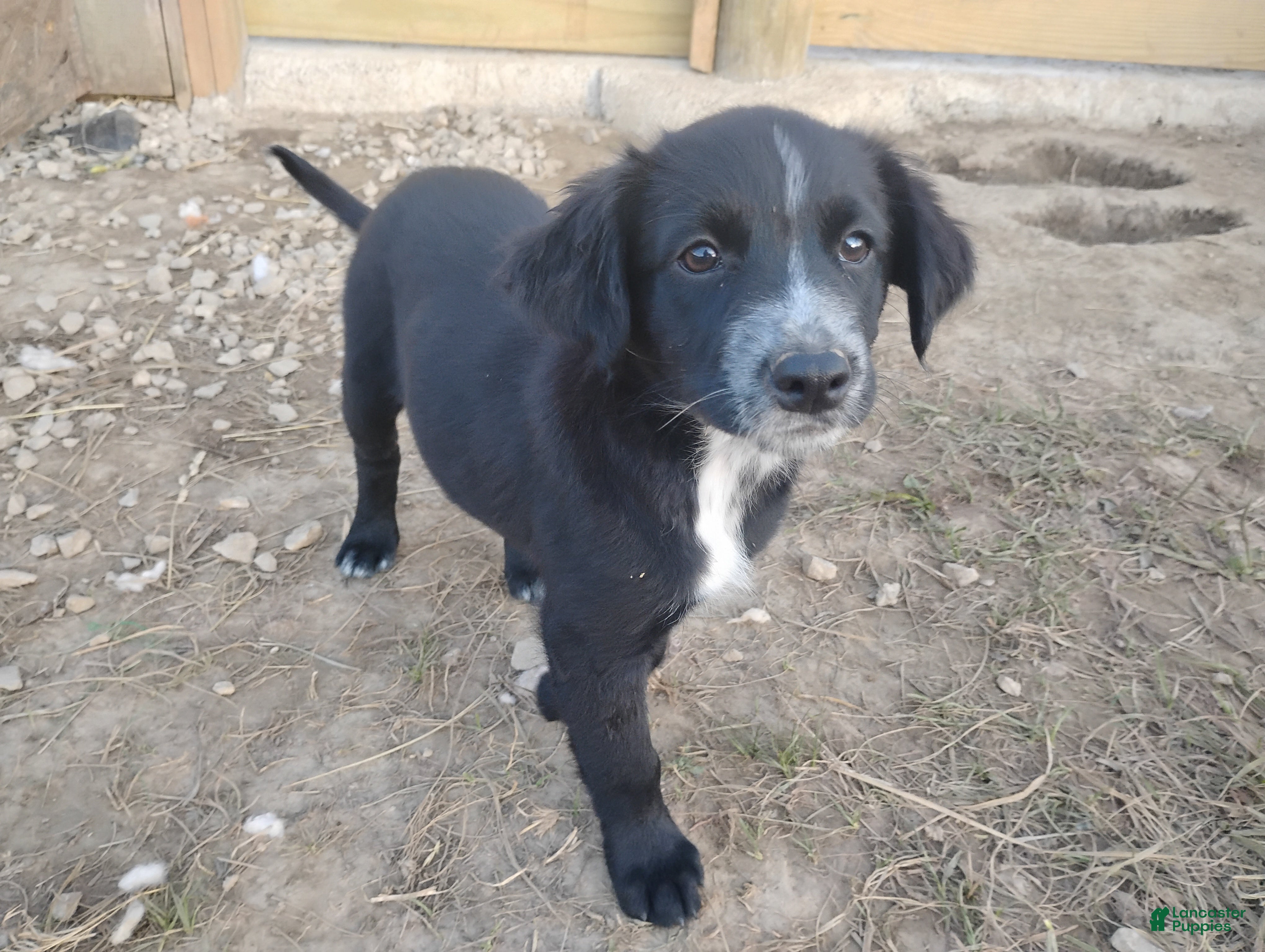 Mixed Breed dogs Mixed Breed Puppy 2 - Ad 33