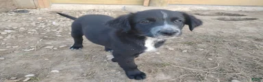 Mixed Breed Puppy 2