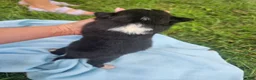 Australian Shepherd dogs for sale: Ledger - Ad 5
