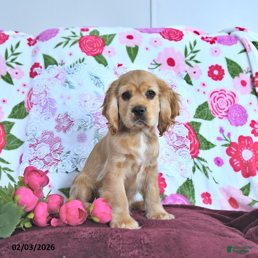 Cocker Spaniel dogs Winter - Ad 31