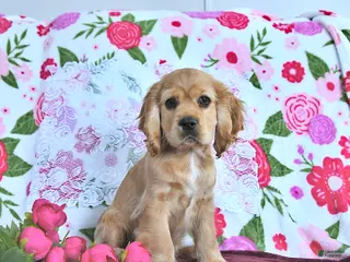 Cocker Spaniel dogs Winter - Ad 31