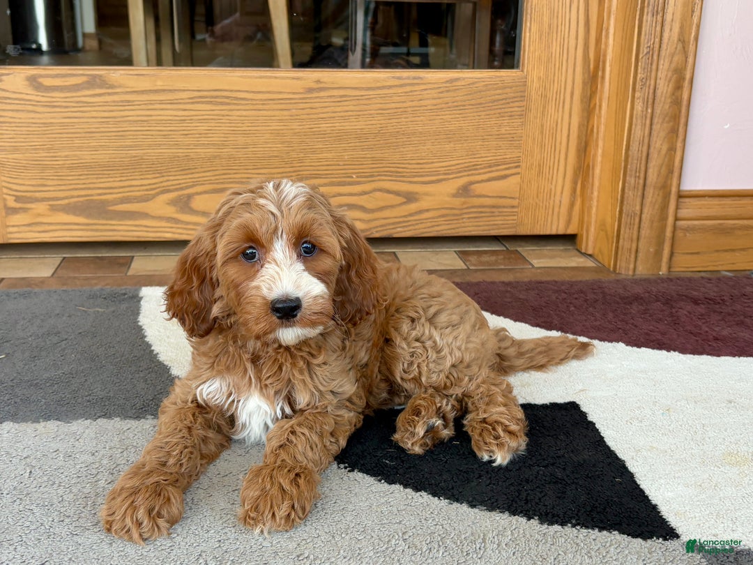 Cockapoo dogs for sale: Dolly - Ad 3
