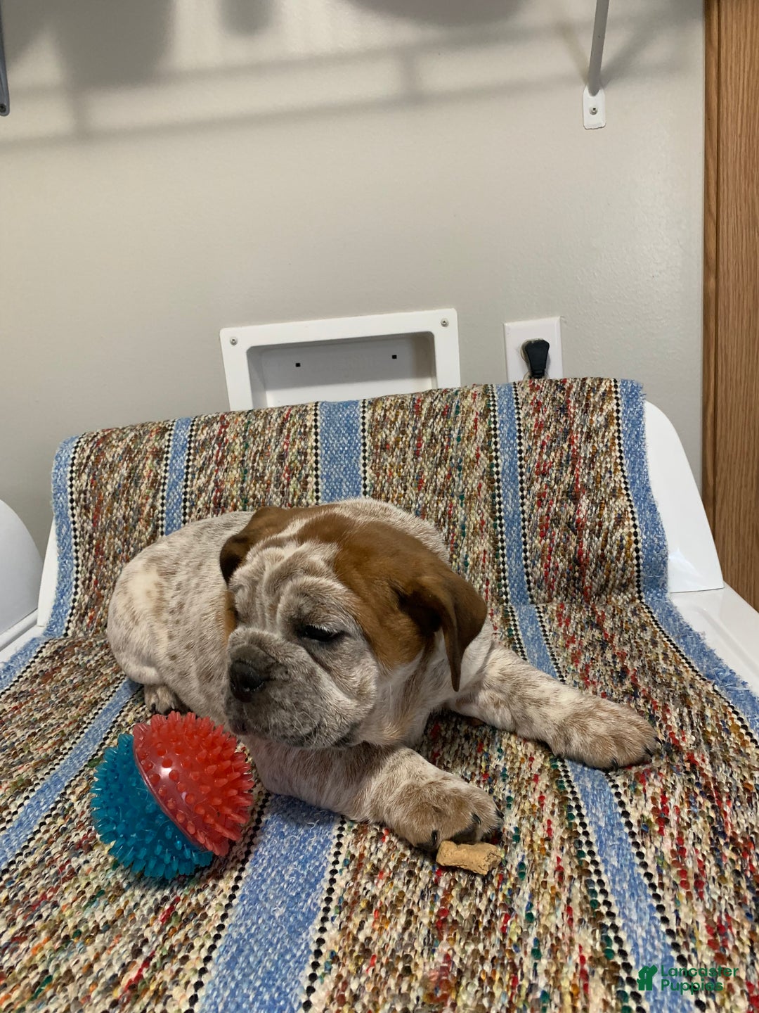 Mixed Breed dogs for sale: Mixed Breed Puppy 1 - Ad 3