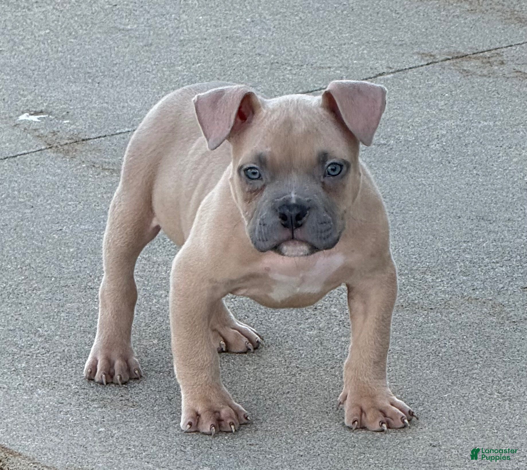 American Bully dogs for sale: American Bully 1 - Ad 33
