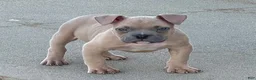 American Bully dogs for sale: American Bully 1 - Ad 1
