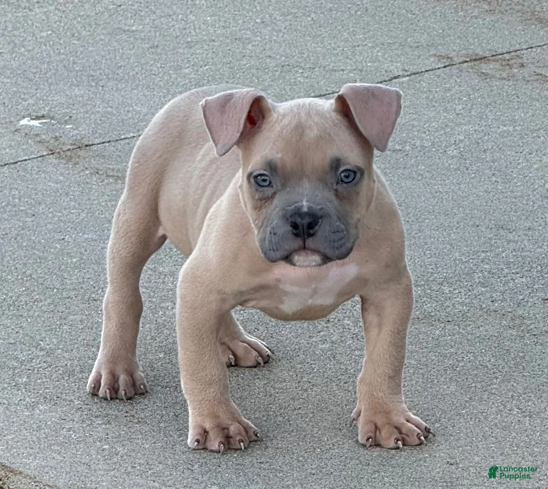 American Bully dogs for sale: American Bully 1 - Ad 1