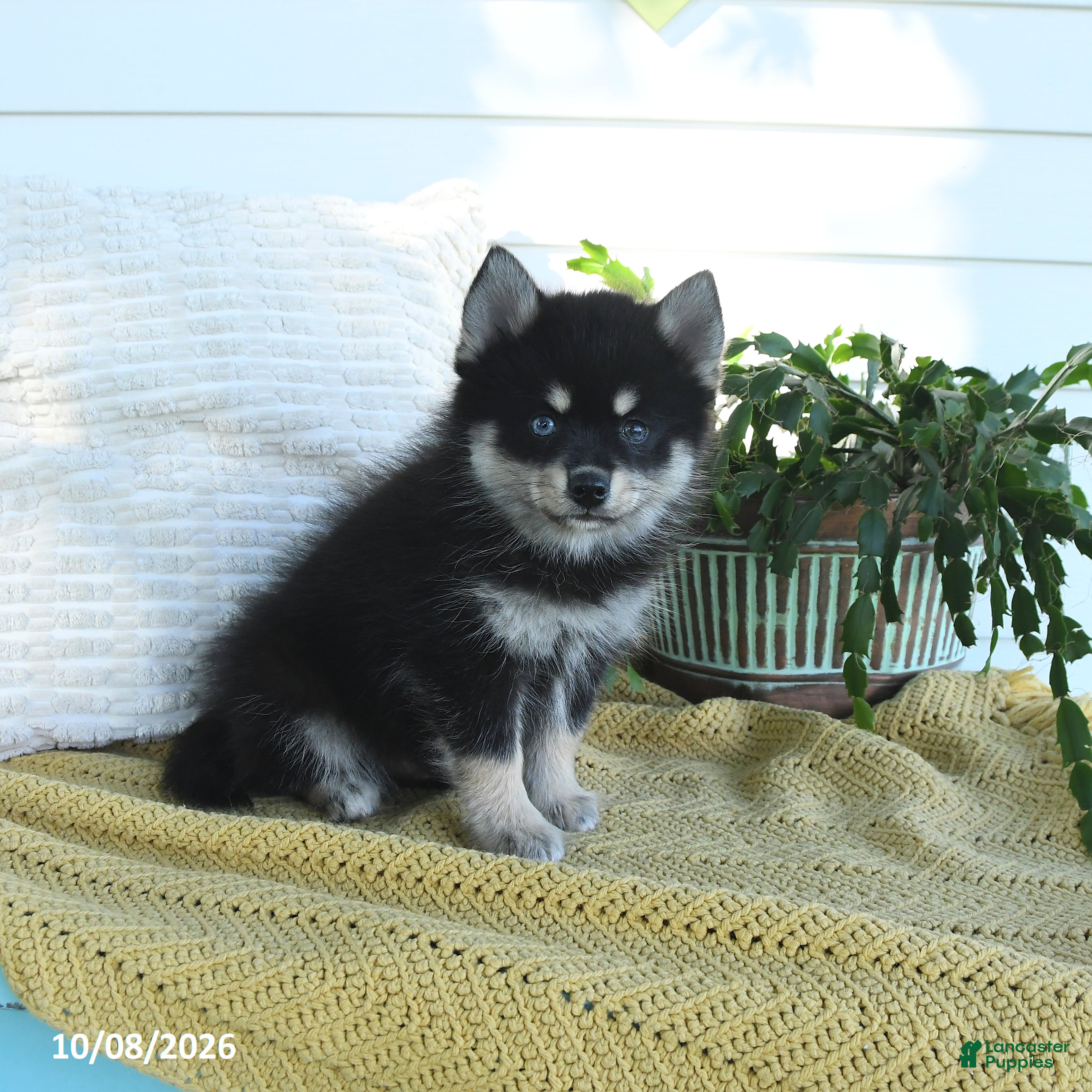 Pomsky dogs Blake - Ad 1