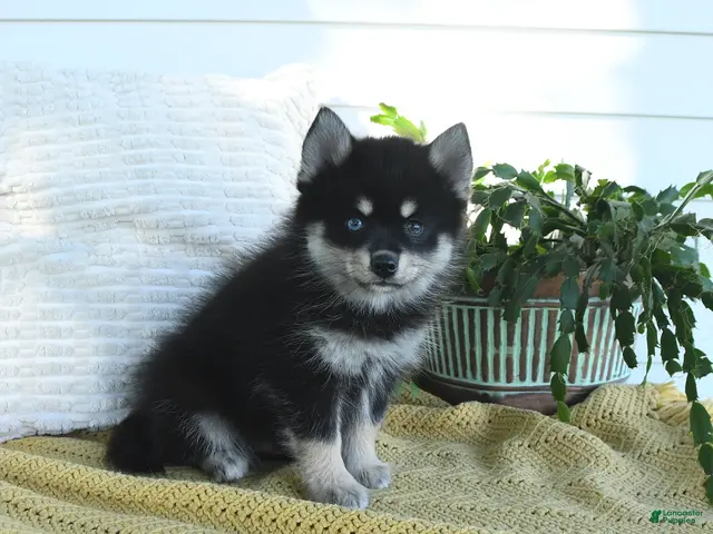 Pomsky dogs for sale: Blake - Ad 1