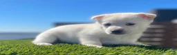 Alaskan Klee Kai dogs for sale: Dora the explorer - Ad 3