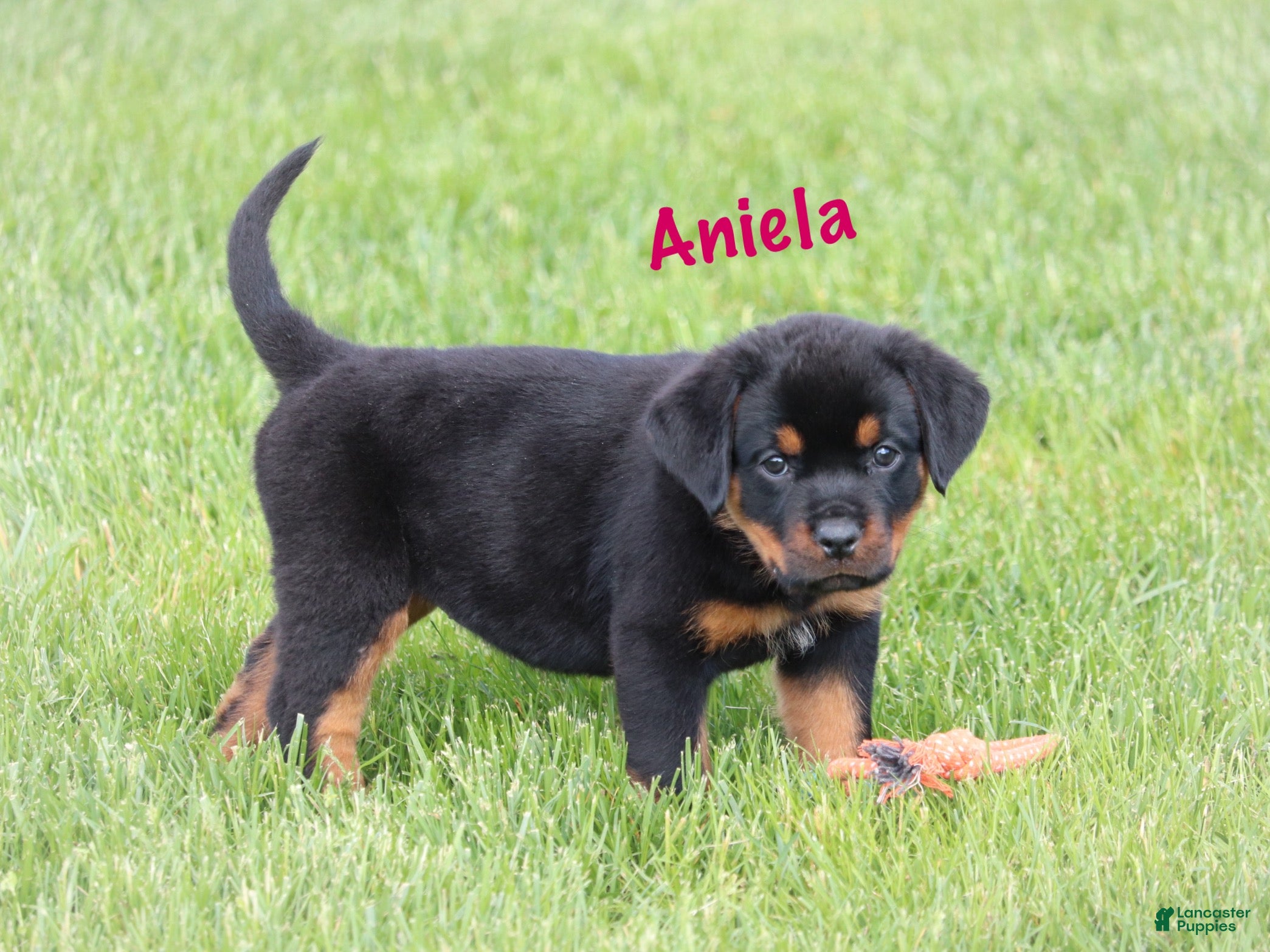 Rottweiler dogs Aniela  - Ad 1