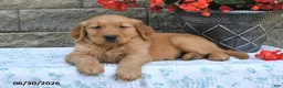 Golden Retriever dogs for sale: Edison - Ad 5