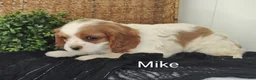 Cavalier King Charles Spaniel dogs for sale: Mike - Ad 25