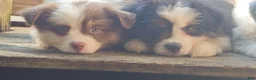 Miniature Australian Shepherd dogs for sale: Coco - Ad 4