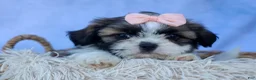 Shih Tzu dogs for sale: SALLY - Ad 16