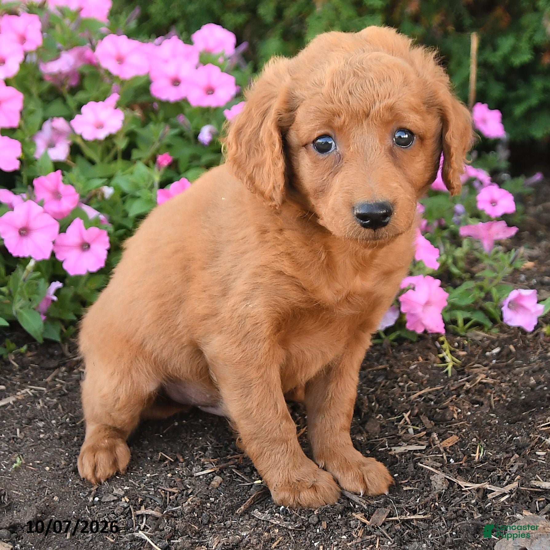Mini Goldendoodle dogs Parker - Ad 2
