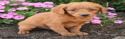 Mini Goldendoodle dogs for sale: Parker - Ad 2