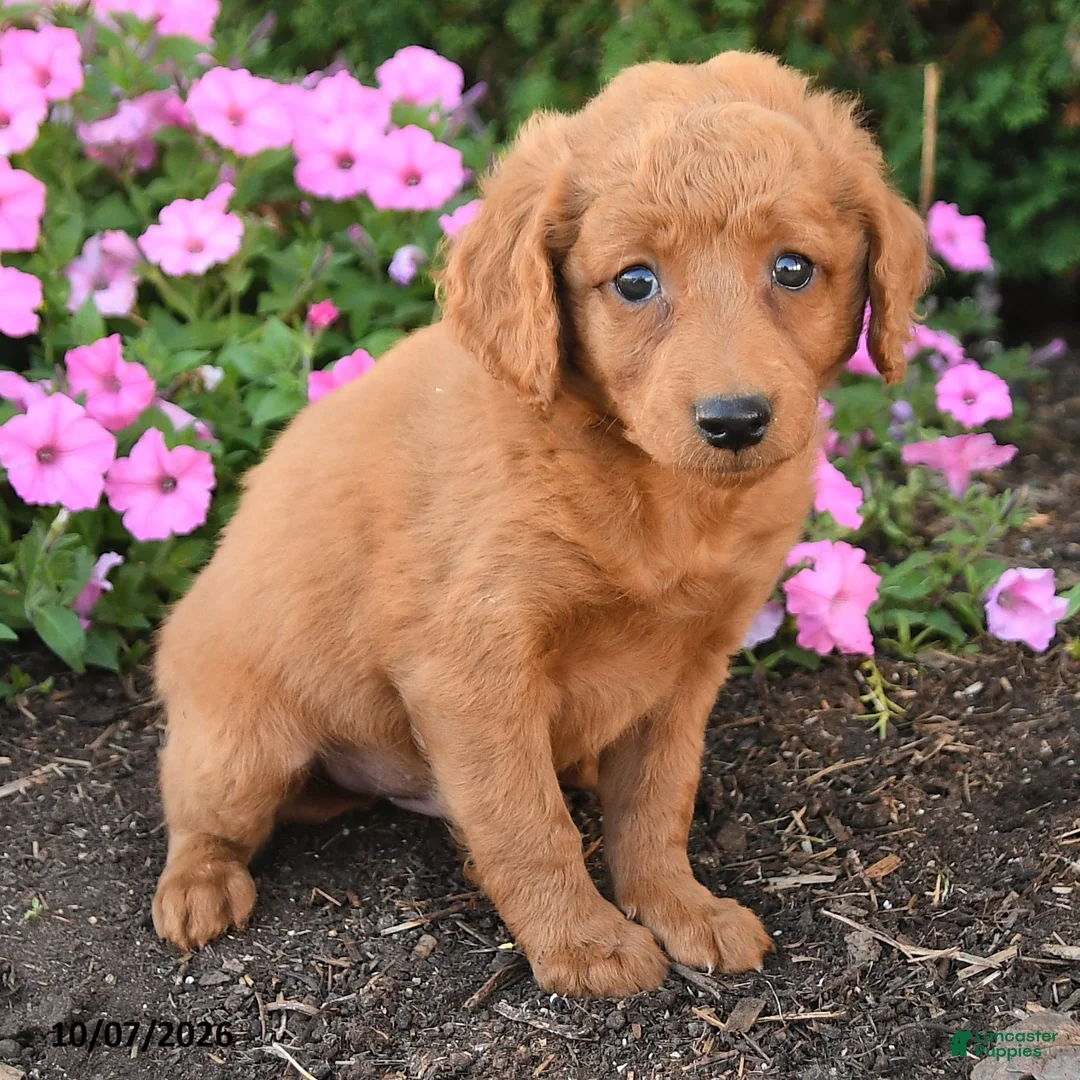 Mini Goldendoodle dogs for sale: Parker - Ad 2
