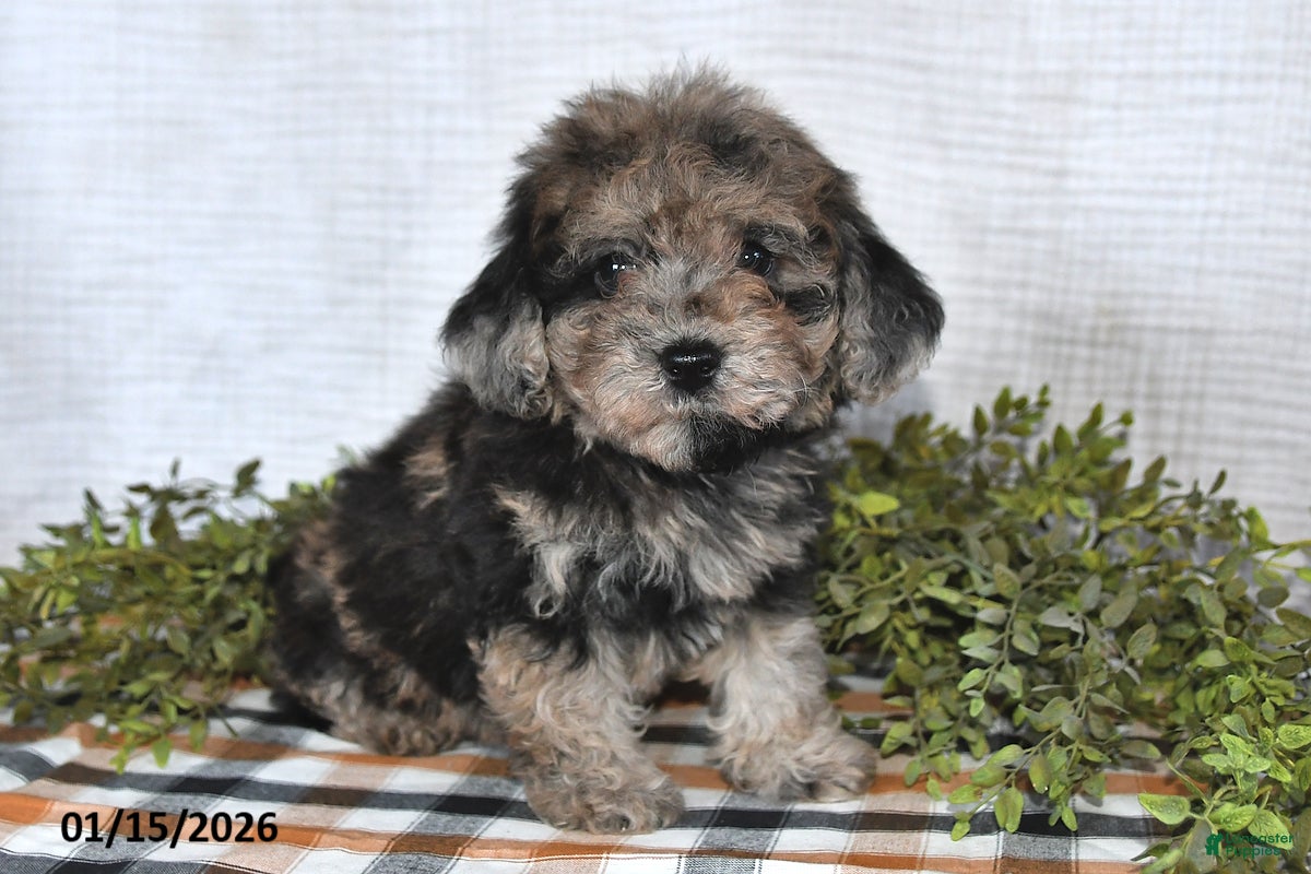 Havapoo dogs Twilight - Ad 2