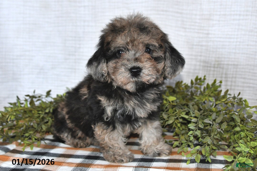 Havapoo dogs for sale: Twilight - Ad 2